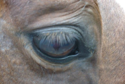Know what is normal for your horse, so that if he is ever nervous you can pick up on it.