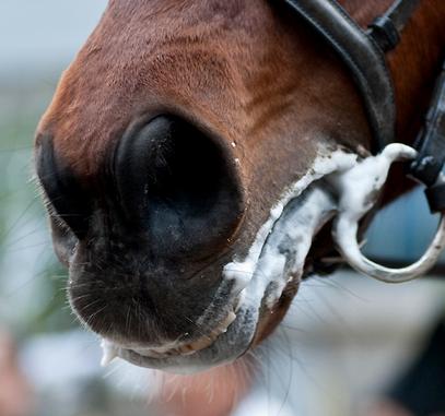 When your horse is working the bit in his mouth, it may create foam from excess saliva.